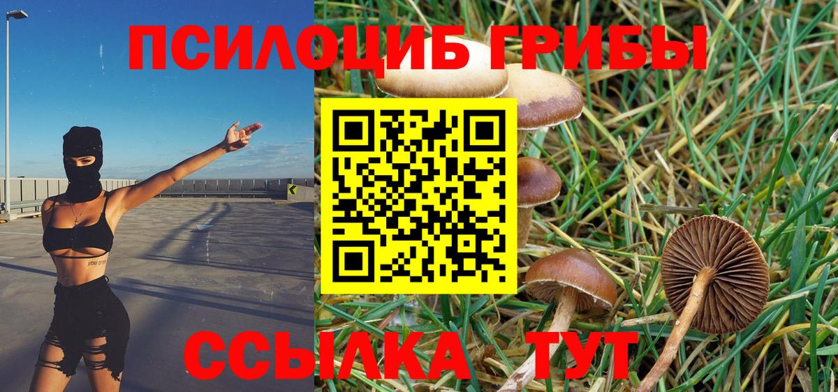 Псилоцибиновые грибы Psilocybine cubensis  Галлюциногенные грибы Psilocybe  Вход с VPN  Чернушка 